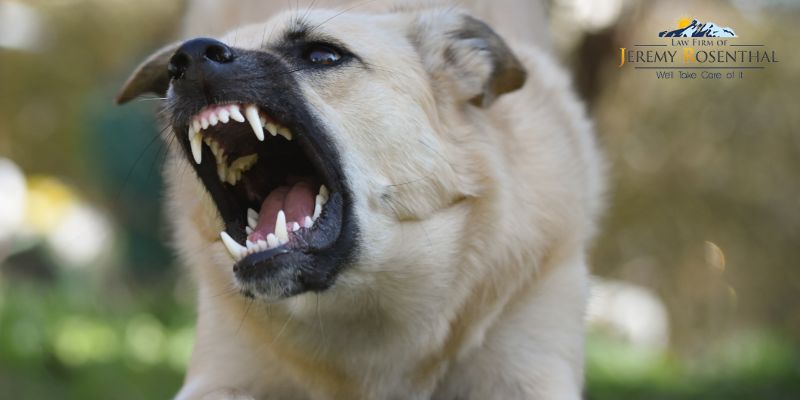 Douglas County Dog Bite Lawyer
